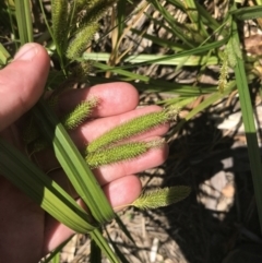 Carex fascicularis at Tennent, ACT - 4 Dec 2022 12:16 PM