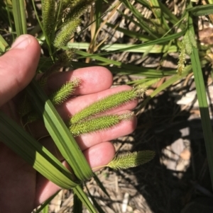 Carex fascicularis at Tennent, ACT - 4 Dec 2022