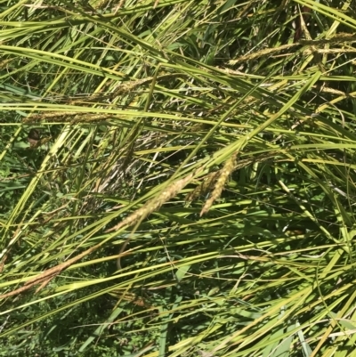 Carex polyantha (A Sedge) at Tennent, ACT - 4 Dec 2022 by Tapirlord