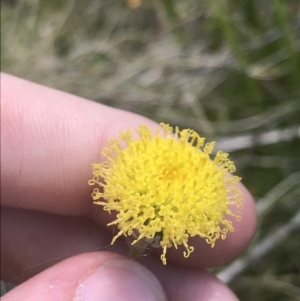 Leptorhynchos elongatus at Tharwa, ACT - 4 Dec 2022