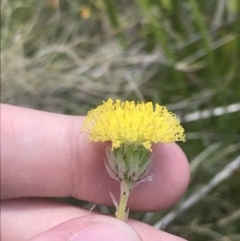 Leptorhynchos elongatus at Tharwa, ACT - 4 Dec 2022