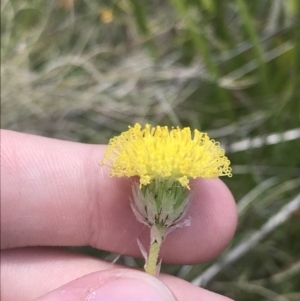 Leptorhynchos elongatus at Tharwa, ACT - 4 Dec 2022 11:58 AM