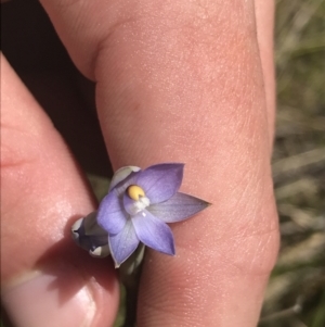 Thelymitra pauciflora at Tennent, ACT - suppressed