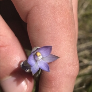 Thelymitra pauciflora at Tennent, ACT - 4 Dec 2022