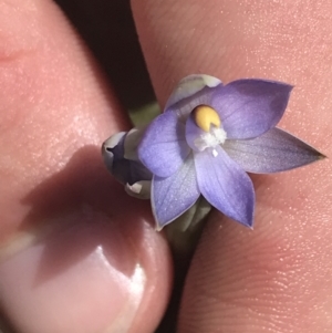 Thelymitra pauciflora at Tennent, ACT - suppressed