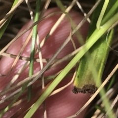 Thelymitra pauciflora at Tennent, ACT - suppressed