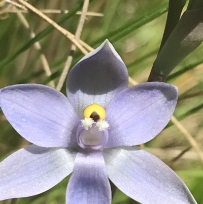 Thelymitra nuda (Scented Sun Orchid) at Tennent, ACT - 4 Dec 2022 by Tapirlord