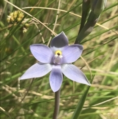 Thelymitra nuda at Tennent, ACT - 4 Dec 2022