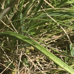 Thelymitra nuda at Tennent, ACT - 4 Dec 2022