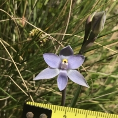 Thelymitra nuda at Tennent, ACT - suppressed