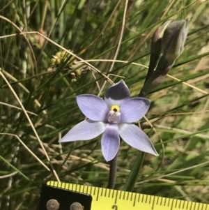 Thelymitra nuda at Tennent, ACT - 4 Dec 2022