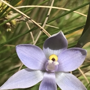 Thelymitra nuda at Tennent, ACT - suppressed