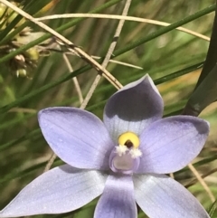 Thelymitra nuda at Tennent, ACT - 4 Dec 2022