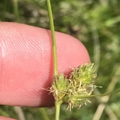 Carex inversa (Knob Sedge) at Tennent, ACT - 4 Dec 2022 by Tapirlord