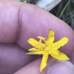 Hypoxis hygrometrica var. hygrometrica (Golden Weather-grass) at Tennent, ACT - 4 Dec 2022 by Tapirlord