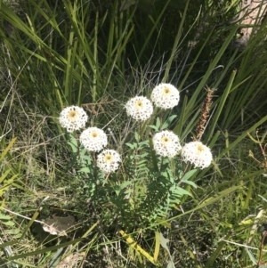 Pimelea treyvaudii at Tennent, ACT - 4 Dec 2022 10:55 AM