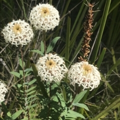 Pimelea treyvaudii at Tennent, ACT - 4 Dec 2022 10:55 AM