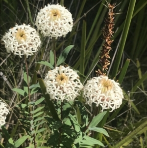 Pimelea treyvaudii at Tennent, ACT - 4 Dec 2022 10:55 AM