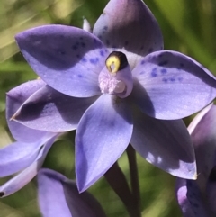 Thelymitra simulata (Graceful Sun-orchid) at Tennent, ACT - 4 Dec 2022 by Tapirlord