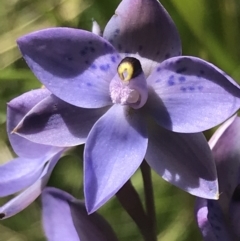 Thelymitra simulata (Graceful Sun-orchid) at Tennent, ACT - 3 Dec 2022 by Tapirlord