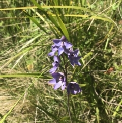 Thelymitra simulata at Tennent, ACT - suppressed