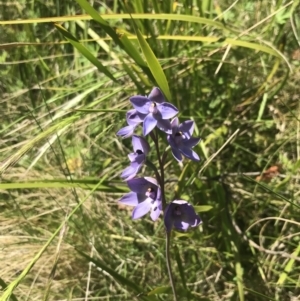 Thelymitra simulata at Tennent, ACT - 4 Dec 2022