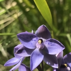 Thelymitra simulata at Tennent, ACT - 4 Dec 2022