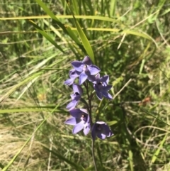 Thelymitra simulata at Tennent, ACT - suppressed