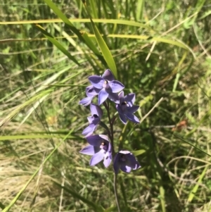 Thelymitra simulata at Tennent, ACT - 4 Dec 2022