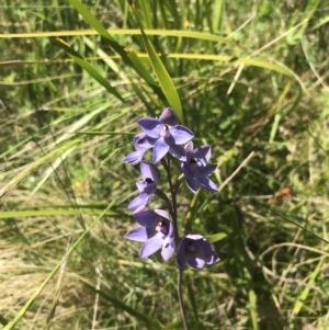 Thelymitra simulata at Tennent, ACT - suppressed