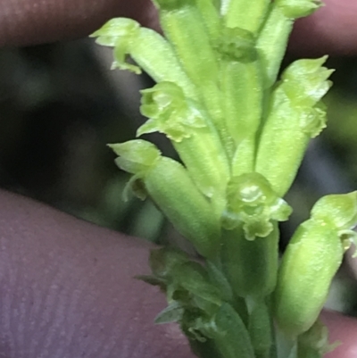Microtis unifolia (Common Onion Orchid) at Tennent, ACT - 4 Dec 2022 by Tapirlord