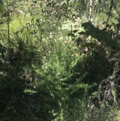 Cassinia aculeata subsp. aculeata (Dolly Bush, Common Cassinia, Dogwood) at Tennent, ACT - 3 Dec 2022 by Tapirlord