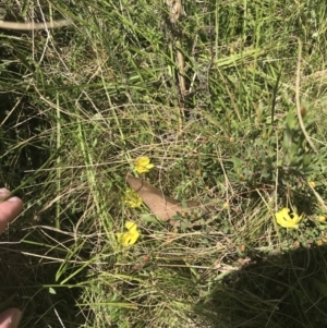 Hibbertia obtusifolia at Tennent, ACT - 4 Dec 2022 10:39 AM