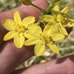 Bulbine glauca (Rock Lily) at Namadgi National Park - 3 Dec 2022 by Tapirlord