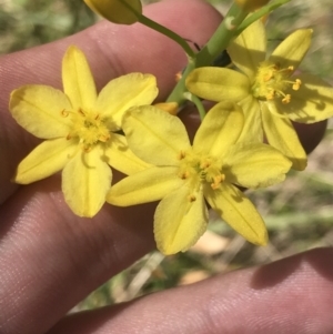 Bulbine glauca at Tennent, ACT - 4 Dec 2022