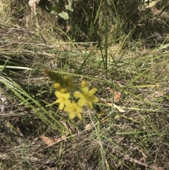 Bulbine glauca at Tennent, ACT - 4 Dec 2022