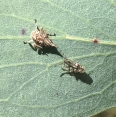 Cicadellidae (family) (Unidentified leafhopper) at Tennent, ACT - 3 Dec 2022 by Tapirlord