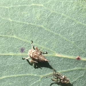 Cicadellidae (family) at Tennent, ACT - 4 Dec 2022