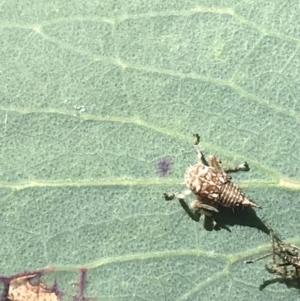 Cicadellidae (family) at Tennent, ACT - 4 Dec 2022