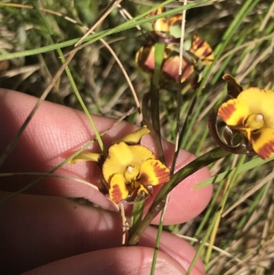 Diuris semilunulata (Late Leopard Orchid) at Tennent, ACT - 4 Dec 2022 by Tapirlord