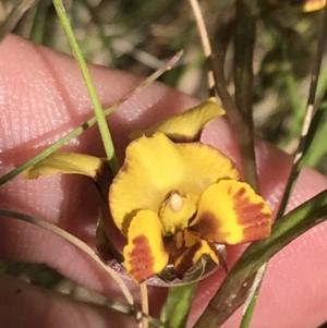 Diuris semilunulata at Tennent, ACT - 4 Dec 2022