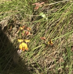 Diuris semilunulata at Tennent, ACT - 4 Dec 2022