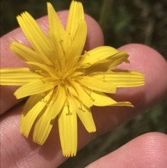 Microseris lanceolata (Yam Daisy) at Tennent, ACT - 3 Dec 2022 by Tapirlord