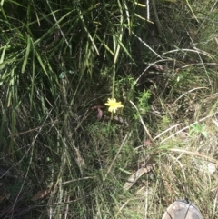 Microseris lanceolata at Tennent, ACT - 4 Dec 2022