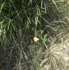 Microseris lanceolata at Tennent, ACT - 4 Dec 2022