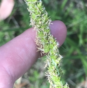 Carex incomitata at Tennent, ACT - 4 Dec 2022