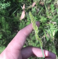 Carex incomitata at Tennent, ACT - 4 Dec 2022