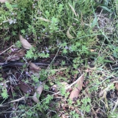 Lythrum hyssopifolia at Garran, ACT - 3 Dec 2022