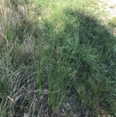 Juncus vaginatus at Garran, ACT - 3 Dec 2022