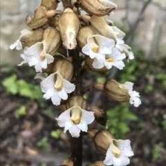 Gastrodia procera (Tall Potato Orchid) at Garran, ACT - 3 Dec 2022 by Tapirlord